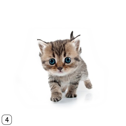 Detail Gambar Binatang Kucing Nomer 18