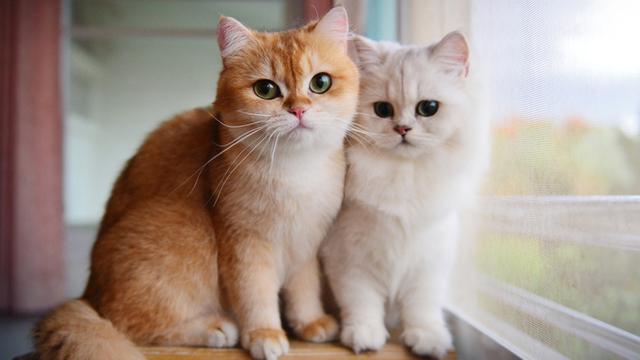 Detail Gambar Binatang Kucing Nomer 3
