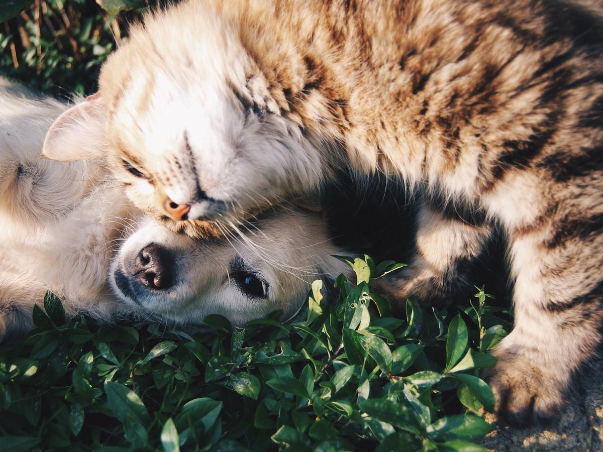 Detail Gambar Binatang Kucing Nomer 19