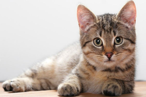 Detail Gambar Binatang Kucing Nomer 20