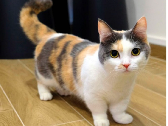 Detail Gambar Binatang Kucing Nomer 21