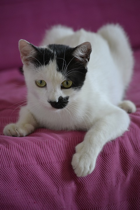 Detail Gambar Binatang Kucing Nomer 23
