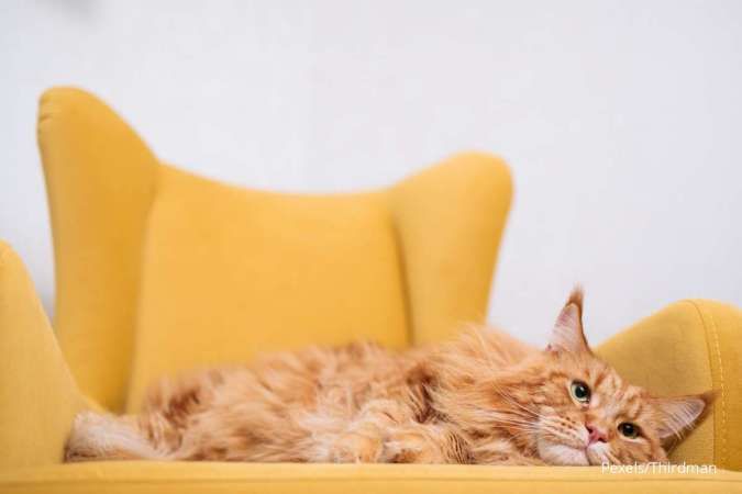 Detail Gambar Binatang Kucing Nomer 24