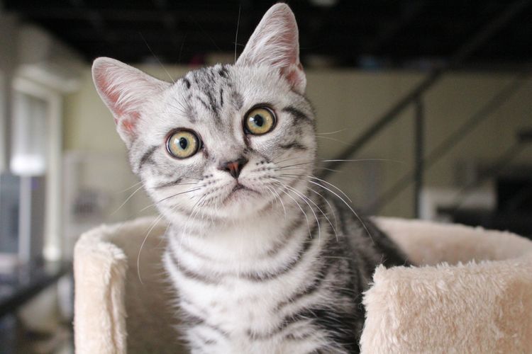 Detail Gambar Binatang Kucing Nomer 25
