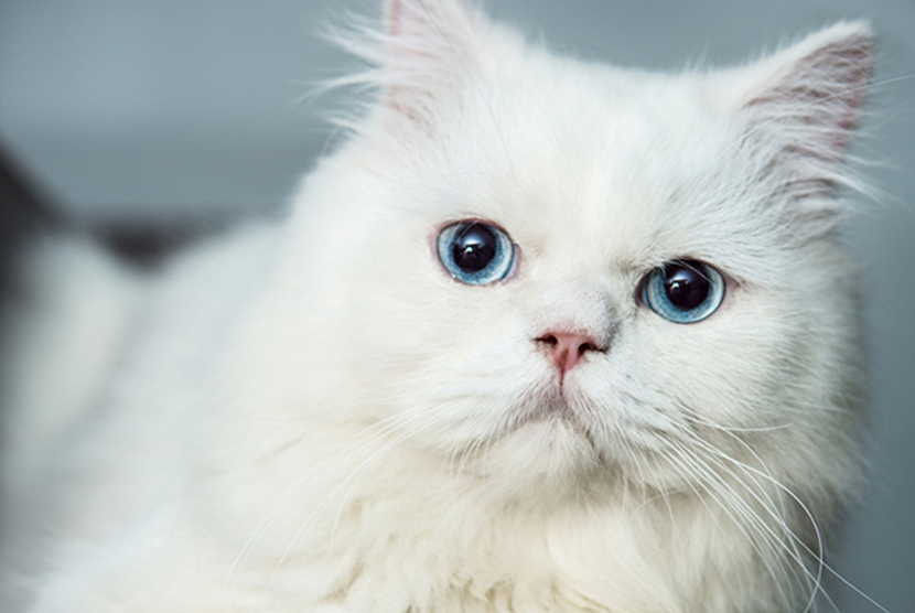 Detail Gambar Binatang Kucing Nomer 26