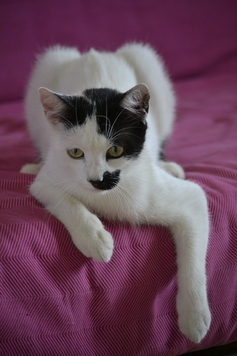 Detail Gambar Binatang Kucing Nomer 27