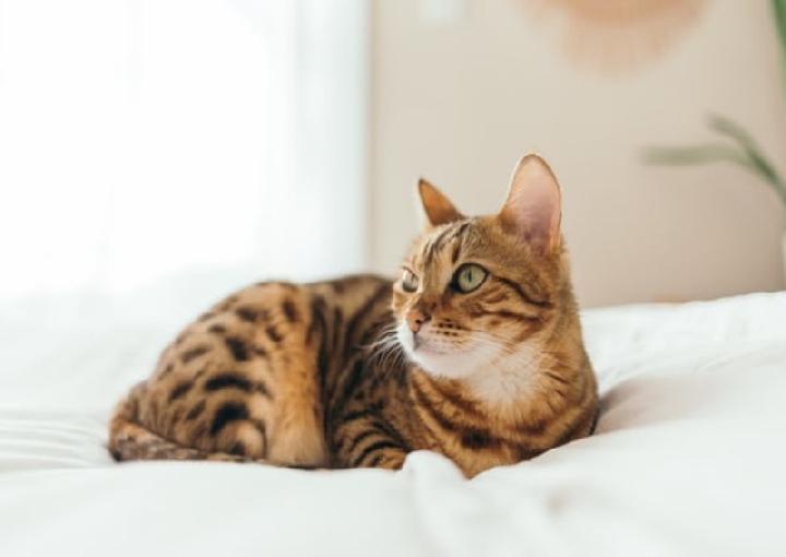 Detail Gambar Binatang Kucing Nomer 4