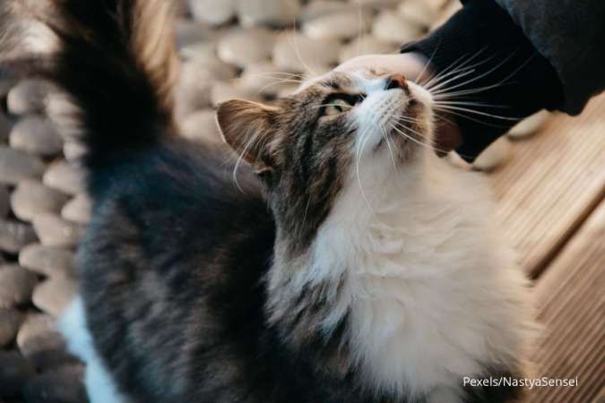 Detail Gambar Binatang Kucing Nomer 29
