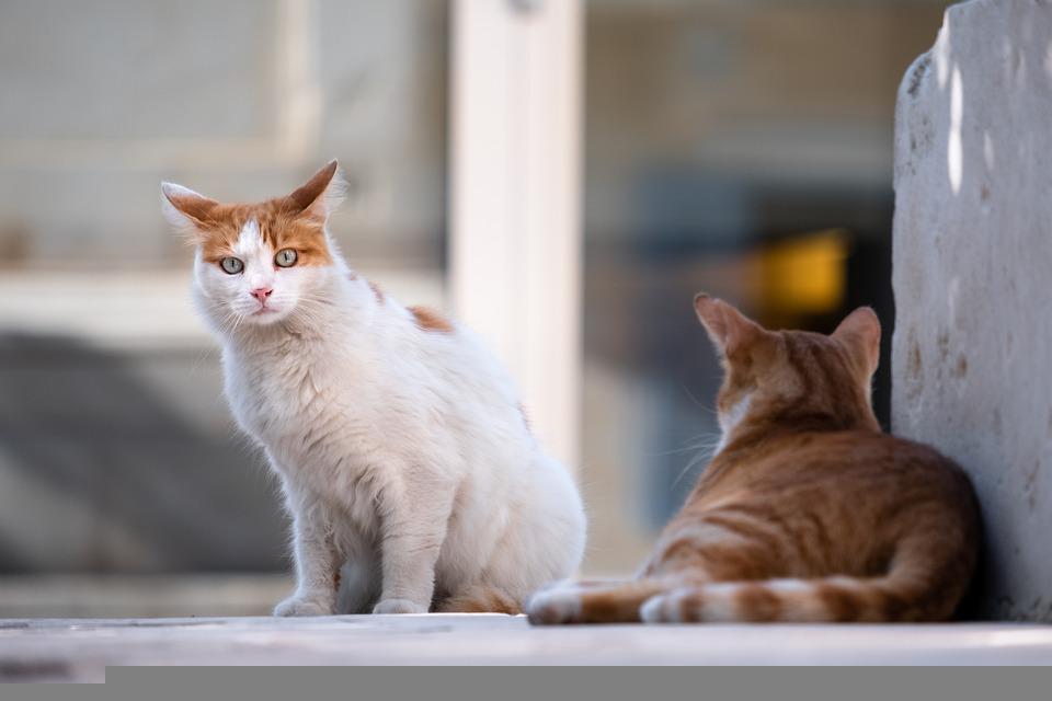 Detail Gambar Binatang Kucing Nomer 31