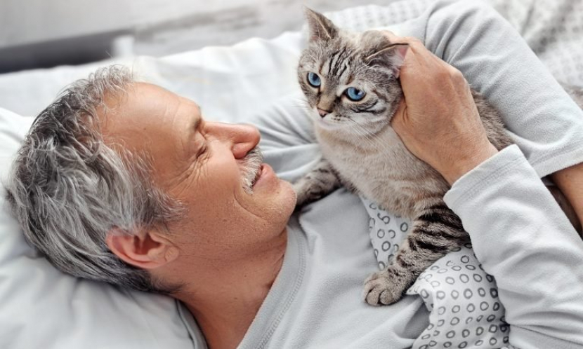 Detail Gambar Binatang Kucing Nomer 33
