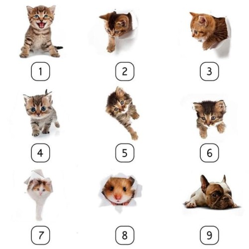 Detail Gambar Binatang Kucing Nomer 36