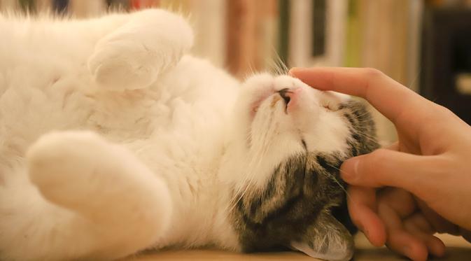 Detail Gambar Binatang Kucing Nomer 5