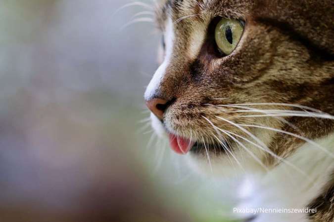 Detail Gambar Binatang Kucing Nomer 38
