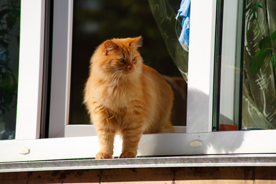 Detail Gambar Binatang Kucing Nomer 39