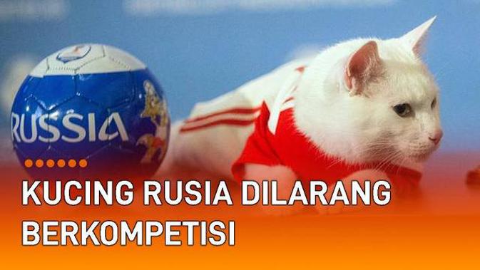 Detail Gambar Binatang Kucing Nomer 40
