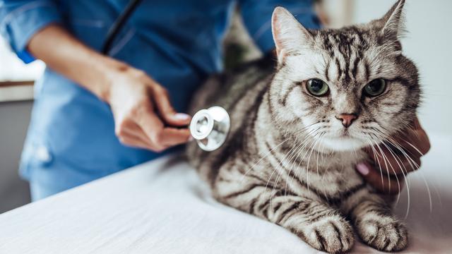 Detail Gambar Binatang Kucing Nomer 43