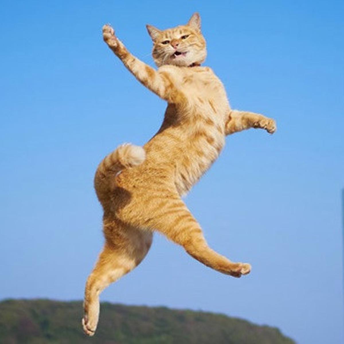Detail Gambar Binatang Kucing Nomer 44