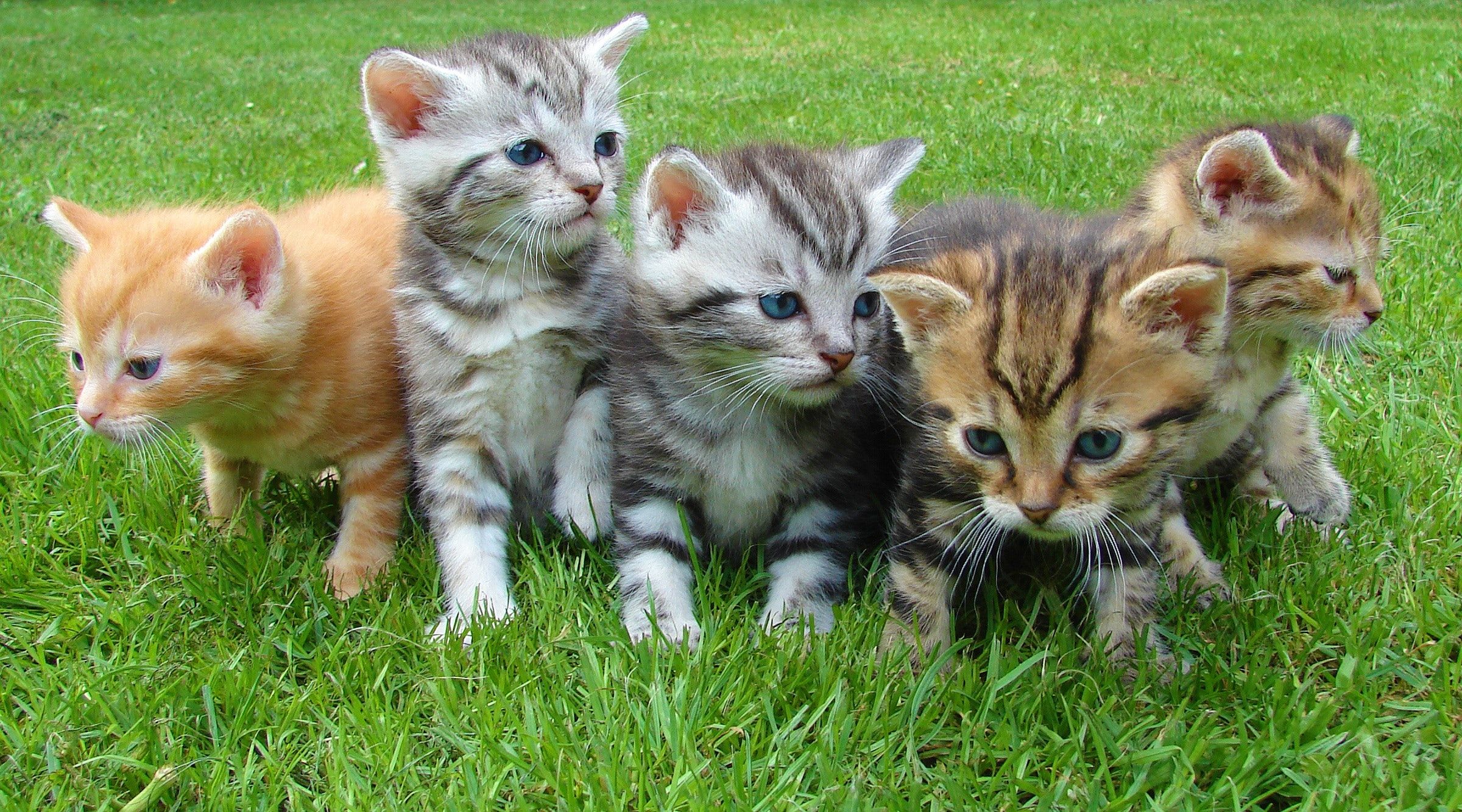 Detail Gambar Binatang Kucing Nomer 49
