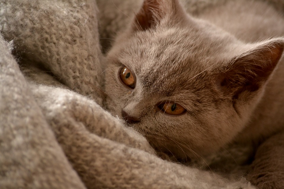 Detail Gambar Binatang Kucing Nomer 51