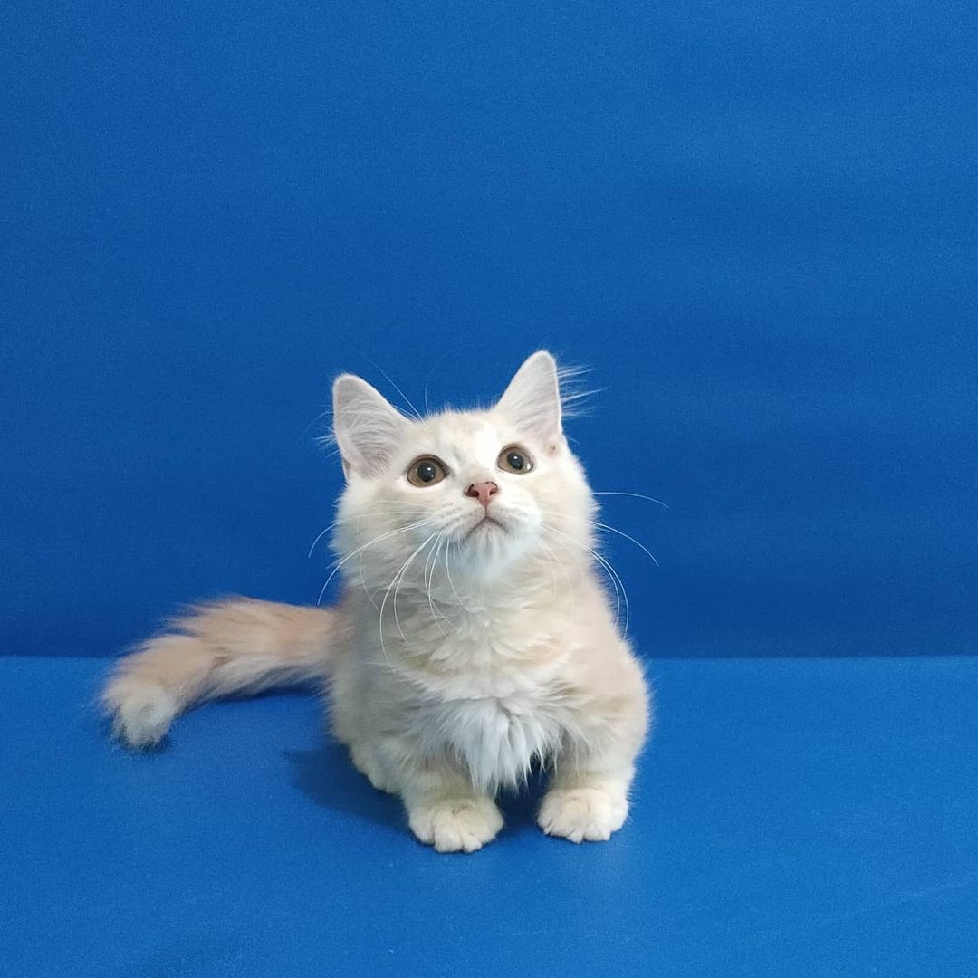 Detail Gambar Binatang Kucing Nomer 52