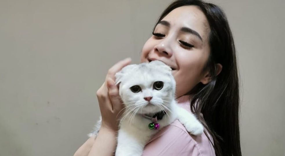 Detail Gambar Binatang Kucing Nomer 53