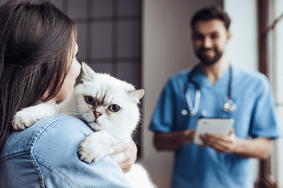 Detail Gambar Binatang Kucing Nomer 55