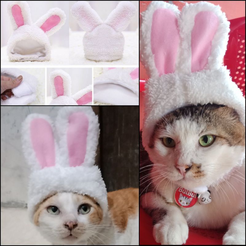 Detail Gambar Binatang Kucing Nomer 56