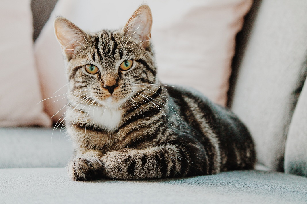 Detail Gambar Binatang Kucing Nomer 6