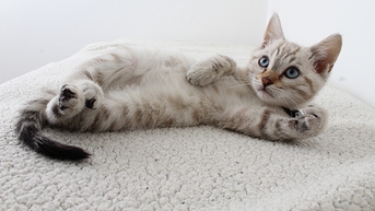 Detail Gambar Binatang Kucing Nomer 7