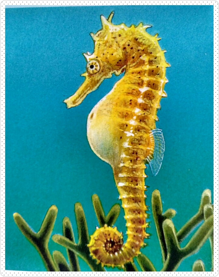 Detail Gambar Binatang Laut Berwarna Nomer 47
