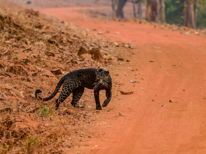 Detail Gambar Binatang Macan Tutul Nomer 32