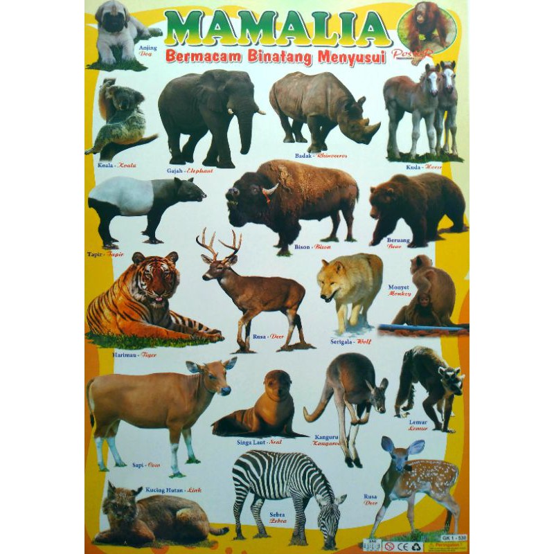 Gambar Binatang Mamalia - KibrisPDR