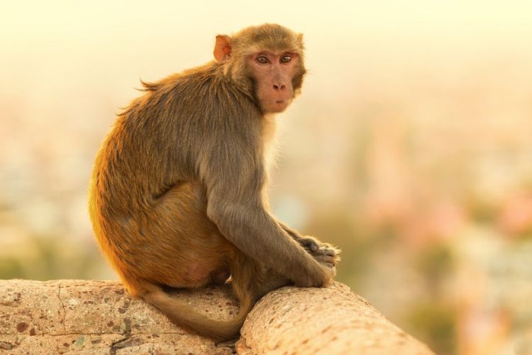 Gambar Binatang Monyet - KibrisPDR