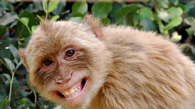 Detail Gambar Binatang Monyet Nomer 19
