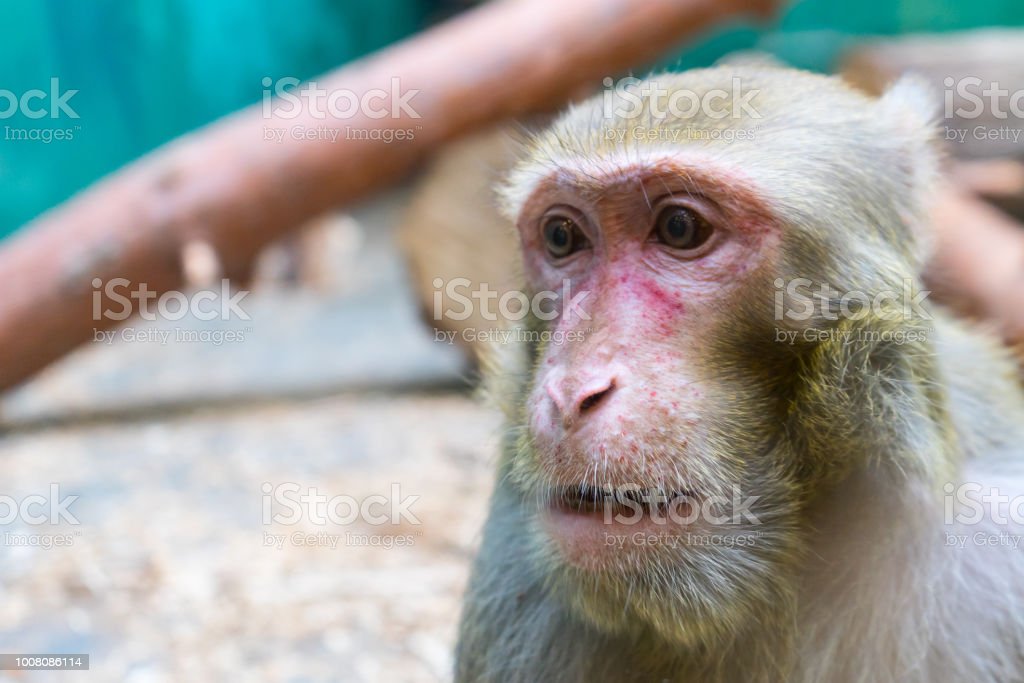 Detail Gambar Binatang Monyet Nomer 44