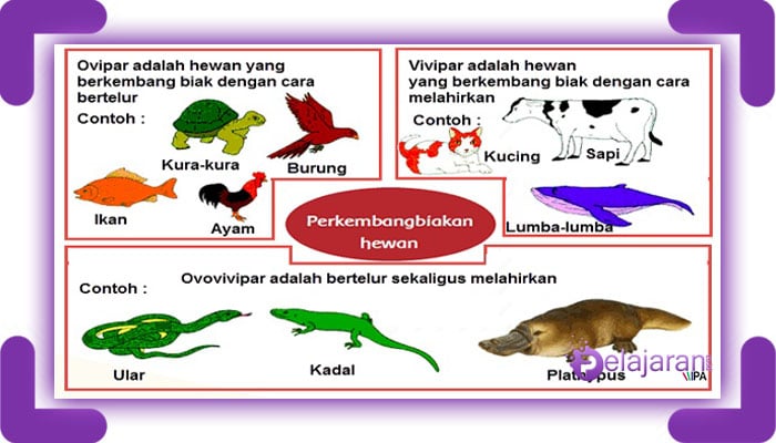 Detail Gambar Binatang Ovipar Serta Perkembangbiakannya Nomer 4