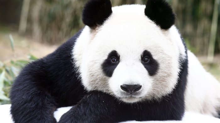 Detail Gambar Binatang Panda Nomer 15