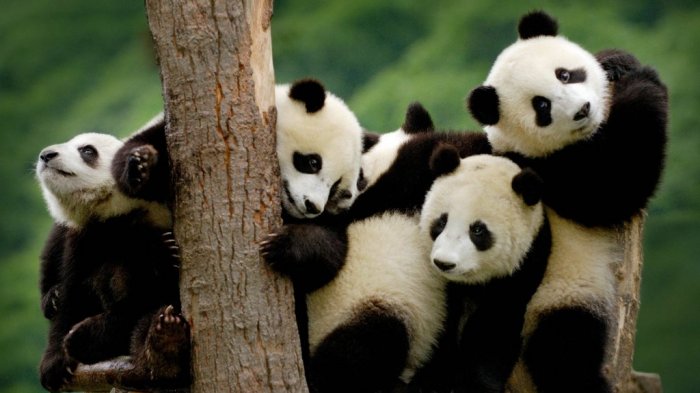 Detail Gambar Binatang Panda Nomer 20