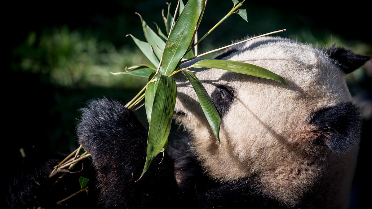 Detail Gambar Binatang Panda Nomer 26