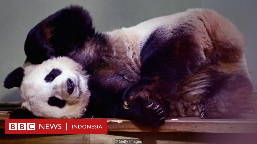 Detail Gambar Binatang Panda Nomer 34