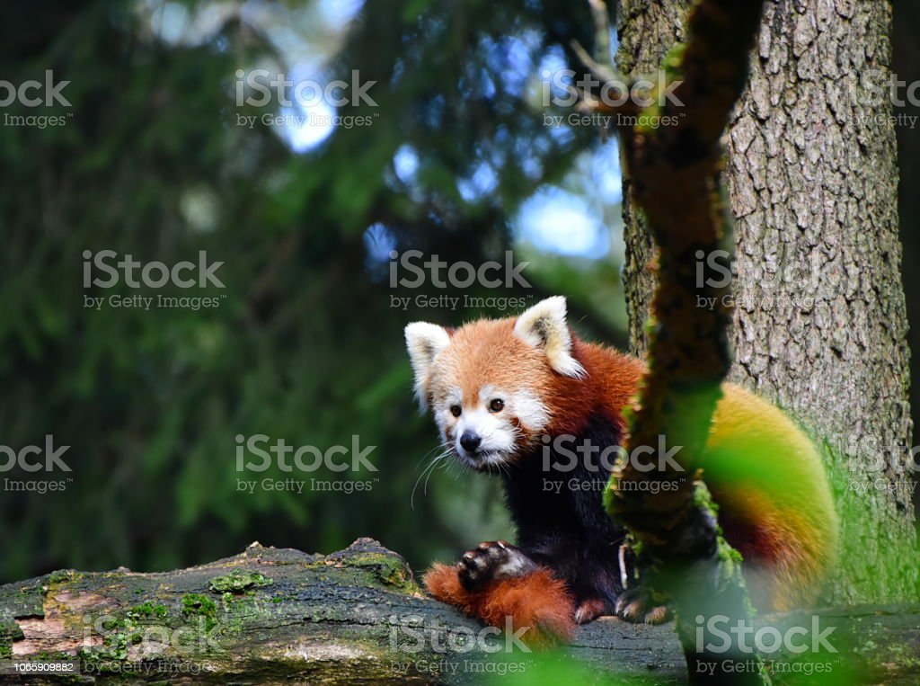 Detail Gambar Binatang Panda Nomer 53