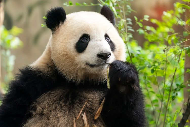 Detail Gambar Binatang Panda Nomer 7