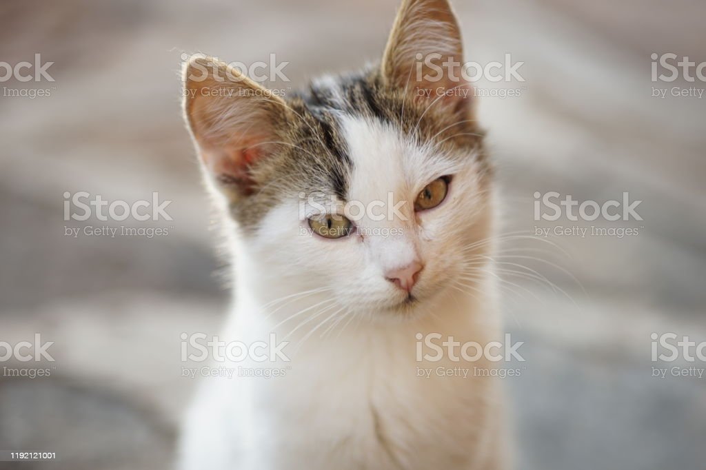 Detail Gambar Binatang Peliharaan Kucing Nomer 47