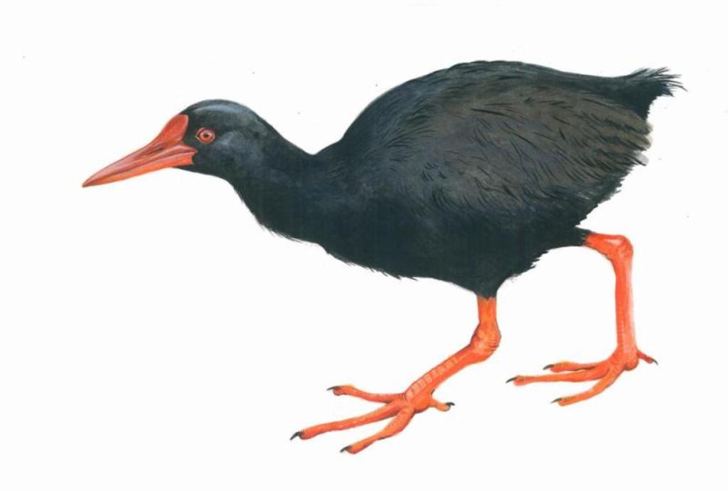 Detail Gambar Binatang Tahun 2 Lukisan Burung Nomer 24