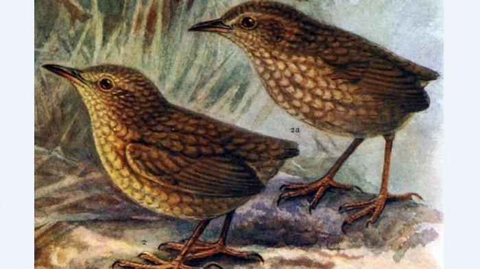 Detail Gambar Binatang Tahun 2 Lukisan Tangan Burung Tahun 2 Nomer 49