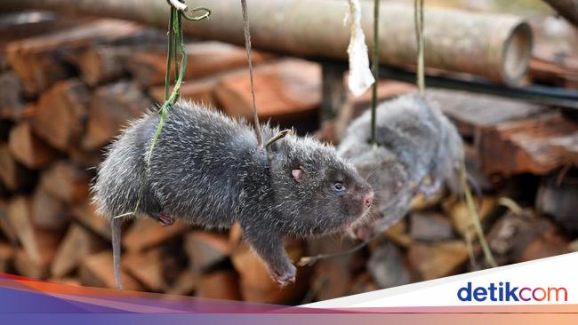 Detail Gambar Binatang Tikus Nomer 41