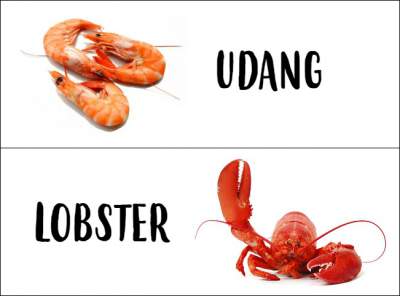 Detail Gambar Binatang Udang Nomer 36