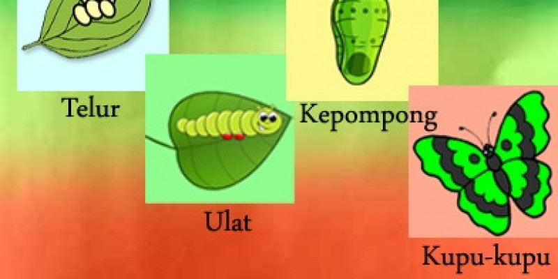 Detail Gambar Binatang Udara Nomer 19