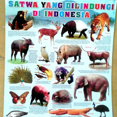 Detail Gambar Binatang Yang Di Lindungi Nomer 19