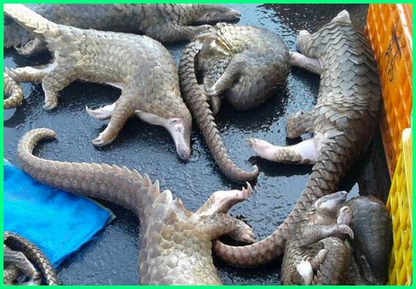 Detail Gambar Binatang Yang Di Lindungi Nomer 31